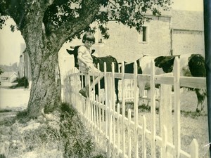 France Countryside Village Childhood Girl sitting on Fence Cows Old Photo 1925