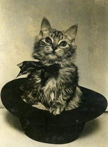 France Young Cat Playful Posing in Hat Chat & Chapeau Old Press Photo 1932