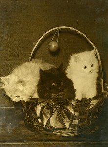 France paris Porte de Versailles Cat Show Kittens in Basket Old Press Photo 1935