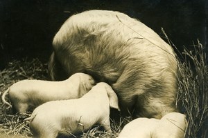 France Paris Porte de Versailles Pig Agricultural Show Old Press Photo 1932