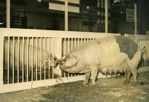 France Paris Porte de Versailles Agricultural Fair Pigs Cochon Press Photo 1937