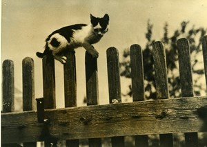 France Cat Balance on Wooden Fence Chat sur Cloture Old Press Photo 1948