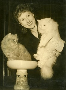 France Cat Show Miss Zobolanski & Persian Tuberculosis Charity Press Photo 1948