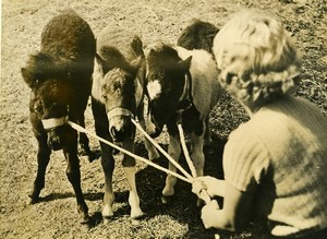 USA ? France a Trio of Ponies Trois Poneys Old Press Photo 1948