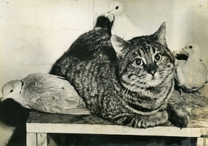 USA Illinois Evanston John Peterson's Cat & friends Doves Old Press Photo 1949