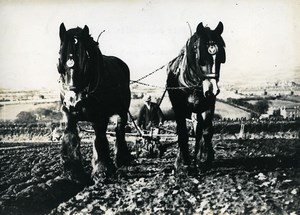 France Post WWII Horses And peace descended on Earth Old Press Photo 1945