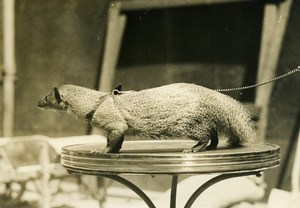 France Paris Salle Wagram Mongoose at Cat Show Old Photo 1925