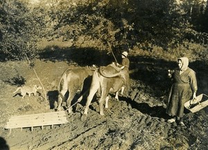 France Agriculture Farming Ploughing Field before Winter Old Photo 1935