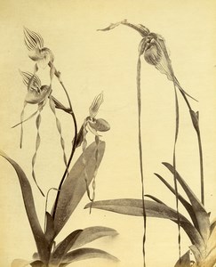 France Botany Flower Orchids Still Life Photograph Albumen Photo 1880