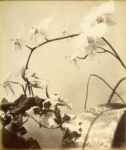 France Botany Flower Orchids Still Life Photograph Albumen Photo 1880