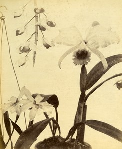 France Botany Flower Orchids Still Life Photograph Albumen Photo 1880