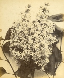 France Botany Flower Leaves Fruits Still Life Photograph Albumen Photo 1880