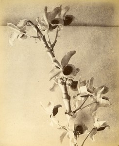 France Botany Flower Orchids ? Still Life Photograph Albumen Photo 1880