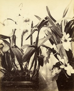 France Botany Flower Orchids Still Life Photograph Albumen Photo 1880
