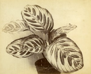 France Botany Flower Leaves Fruits Still Life Photograph Albumen Photo 1880