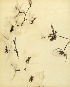 France Botany Flower Orchids Still Life Photograph Albumen Photo 1880