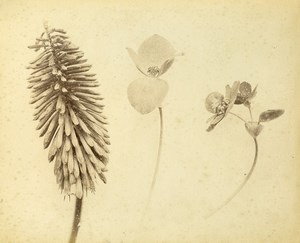 France Botany Flower Leaves Fruits Still Life Photograph Albumen Photo 1880