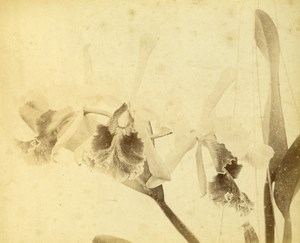 France Botany Flower Leaves Fruits Still Life Photograph Albumen Photo 1880