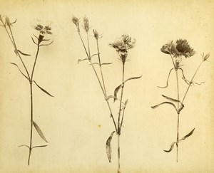 France Botany Flower Carnation Still Life Photograph Albumen Photo 1880