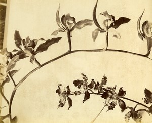 France Botany Flower Orchids Still Life Photograph Albumen Photo 1880