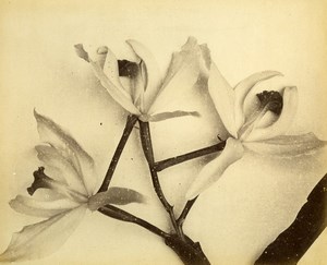 France Botany Flower Orchids Still Life Photograph Albumen Photo 1880