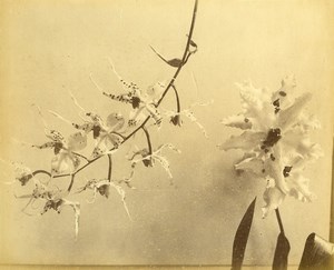 France Botany Flower Orchids Still Life Photograph Albumen Photo 1880