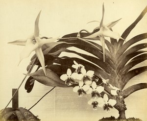France Botany Flower Orchids Still Life Photograph Albumen Photo 1880