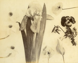 France Botany Flower Pansy Still Life Photograph Albumen Photo 1880