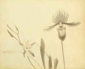 France Botany Flower Orchids Still Life Photograph Albumen Photo 1880