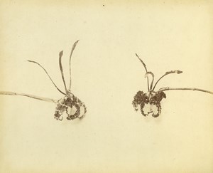France Botany Flower Orchids Still Life Photograph Albumen Photo 1880