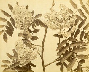 France Botany Flowers Elderflower ? Still Life Photograph Albumen Photo 1880