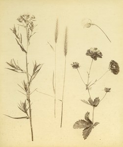 France Botany Flower Leaves Fruit Wheat Still Life Photograph Albumen Photo 1880