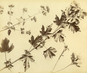 France Botany Flower Leaves Fruits Still Life Photograph Albumen Photo 1880