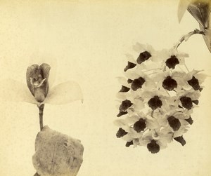 France Botany Flower Orchids Still Life Photograph Albumen Photo 1880