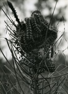 Portugal Guimaraes Photographic Study Plant Pine Tree ? Old Photo Azevedo 1950