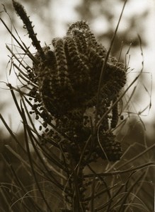 Portugal Guimaraes Photographic Study Plant Pine ? Sepia Old Photo Azevedo 1950