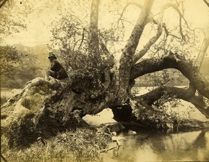 Italy Napoli Naples Centenary Tree Photographic Study Old Albumen Photo 1880