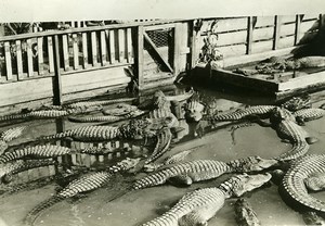 USA Florida Saint Augustine Alligators Farming Old Photo Trampus 1920