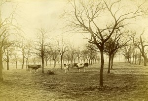 France Lambersart Lille Cattle Cows in Field Old Amateur Photo 1896