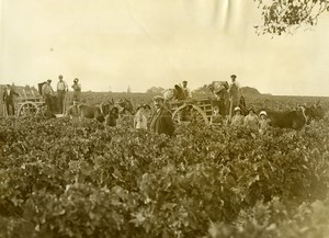 France Moulis Grand Poujeaux Vendanges Wine Harvest Chasse Spleen Old Photo 1930