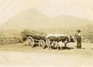 France Auvergne Clermont Ferrand Peasant Oxcart Old Photo 1890