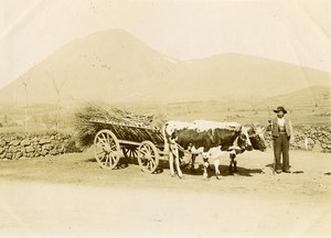 France Auvergne Clermont Ferrand Peasant Oxcart Old Photo 1890