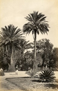 Algeria Algiers Palm Grove Alger 2 Old Photos Francis Frith 1870