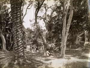 Portugal Azores Sao Miguel Ponta Delgada Count Borges Garden Photo Raposo 1890