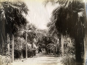 Portugal Azores Sao Miguel Ponta Delgada Count Borges Garden Photo Raposo 1890