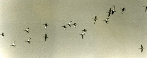 France Birds Flying Ducks ? Nature Amateur Wildlife Photography 1970's