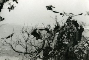 Spain Zahara Griffon Vulture Nature Amateur Wildlife Photography 1970's