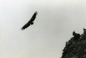 Spain Zahara Griffon Vulture Nature Amateur Wildlife Photography 1970's