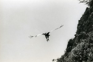 Spain Zahara Griffon Vulture Nature Amateur Wildlife Photography 1970's