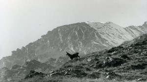 Italy Gran Paradiso National Park Chamois Amateur Wildlife Photography 1970's